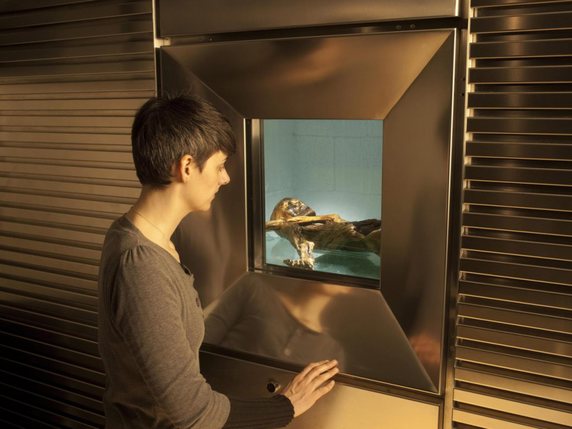 La momie d'Oetzi est conservée dans une pièce frigorifiée d'un musée de Bolzano (archives). © KEYSTONE/EPA ANSA/AUGUSTIN OCHSENREITER