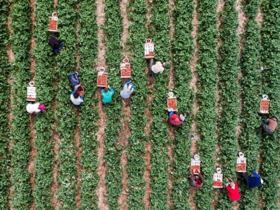Une application pour téléphones intelligents prévoit la production d'un champ de fraises avec trois semaines d'avance (photo prétexte). © KEYSTONE/EPA DPA/ARMIN WEIGEL