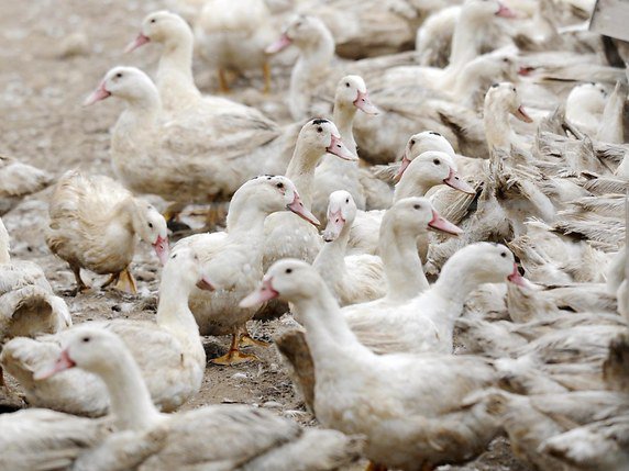 La grippe aviaire a été identifiée dans une exploitation d'élevage de canards à Saint-Grégoire. © KEYSTONE/EPA EFE/ROBIN TOWNSEND