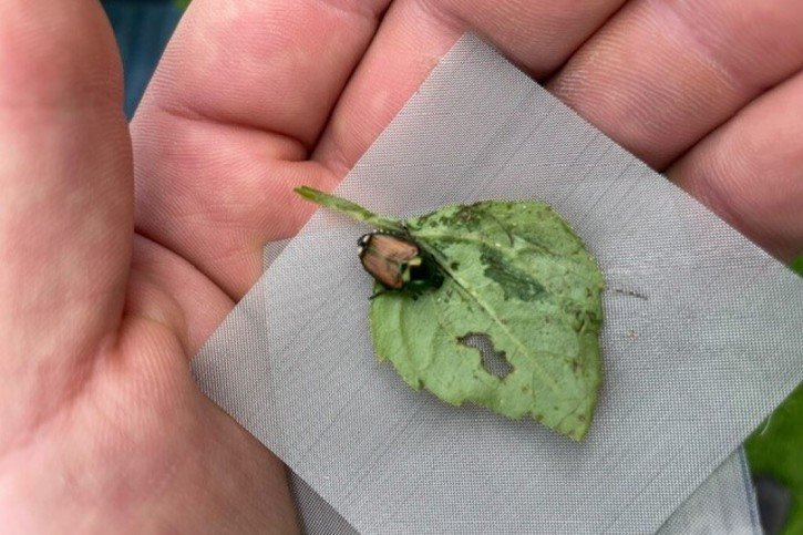 A Münchenstein (BL), 38 scarabées japonais ont été trouvés dans le parc des Jardins Merian, qui borde les terrains d'entraînement du FC Bâle. © Eleonor Fichter / Canton de Bâle-Campagne