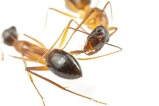 Certaines fourmis procèdent à des amputations