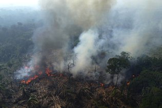 Première hausse en 15 mois de la déforestation en Amazonie