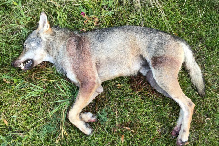 L'animal abattu a été envoyé à l'Institut de pathologie animale de l'Université de Berne pour diagnostic et identification. © Service de la chasse VS