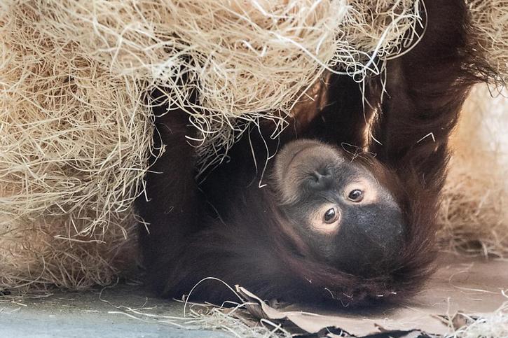Les scientifiques ont recensé chez les orangs-outans en liberté et dans des zoos un total de 41 gestes et mimiques différents (archives). © KEYSTONE/DPA-Zentralbild/SEBASTIAN KAHNERT