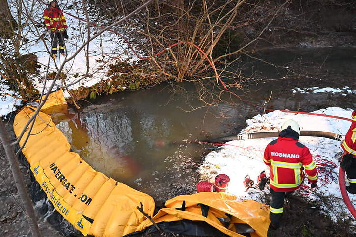 Du purin provenant d'une porcherie s'est écoulé dans un ruisseau à Mühlrüti (SG) et a provoqué la mort d'un millier de poissons. © Police cantonale SG