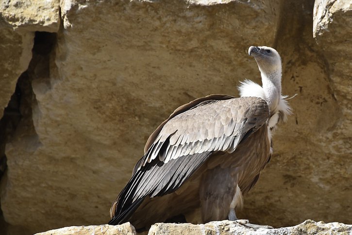 Selon l'étude, la population de vautours fauves dans le 13 pays européens observés est 12% plus faible qu'elle ne le serait sans exposition au plomb (archives). © KEYSTONE/CHRISTIAN BRUN