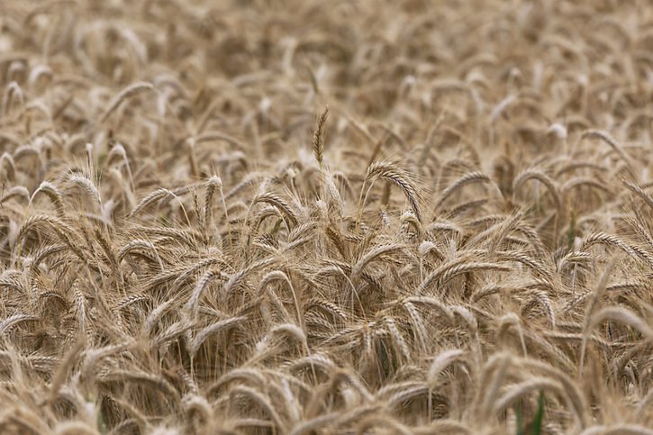 L'Europe transforme 10'000 tonnes de blé, l'équivalent de 15 millions de miches de pain de 750 grammes, en éthanol chaque jour, selon l'ONG (archives). © KEYSTONE/CHRISTIAN BEUTLER