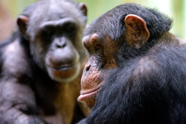 Les douze types de vocalisations chez le chimpanzé comprennent le très courant "hou", associé ou pas à un halètement, ou encore le grognement ou l'aboiement (archives). © KEYSTONE/EDDY RISCH