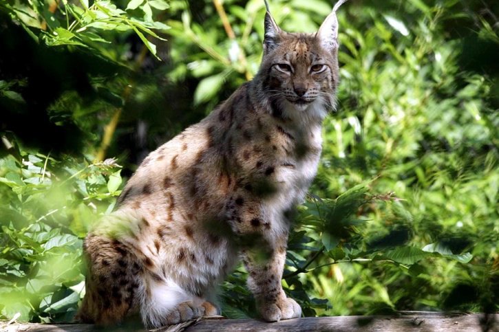 Le lynx aurait tué plus de 15 animaux de rente (achives). © KEYSTONE/URS FLUEELER