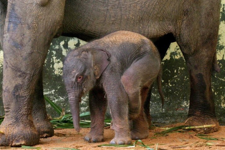 Selon le WWF, les éléphants de Sumatra sont en danger critique d'extinction avec une population qui ne compte que 2400 à 2800 individus au total. La destruction de leur habitat naturel à la suite de la déforestation entraê des conflits avec les cultivateurs, qui leur reprochent de causer des dégâts. © KEYSTONE/EPA/MAST IRHAM