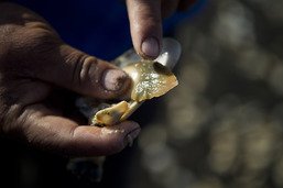 Un mort après la contamination de mollusques au Guatemala