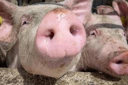Retour probable des farines animales: «Il faudra éviter les produits peu sûrs»
