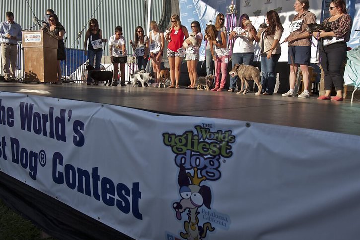 En Californie, un chien chinois à crête a été désigné "chien le plus laid du monde" (archives). © KEYSTONE/EPA/PETER DASILVA