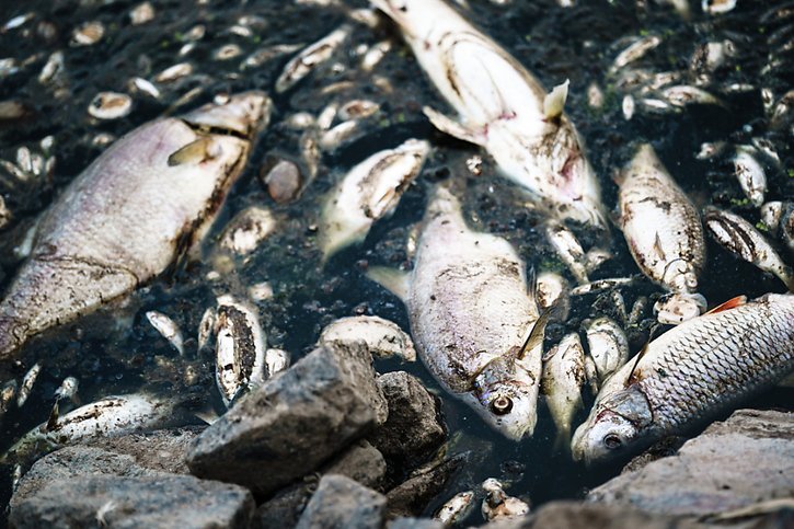 Des dizaines de tonnes de poissons morts sont repêchés depuis plusieurs jours dans l'Oder. © KEYSTONE/EPA/CLEMENS BILAN