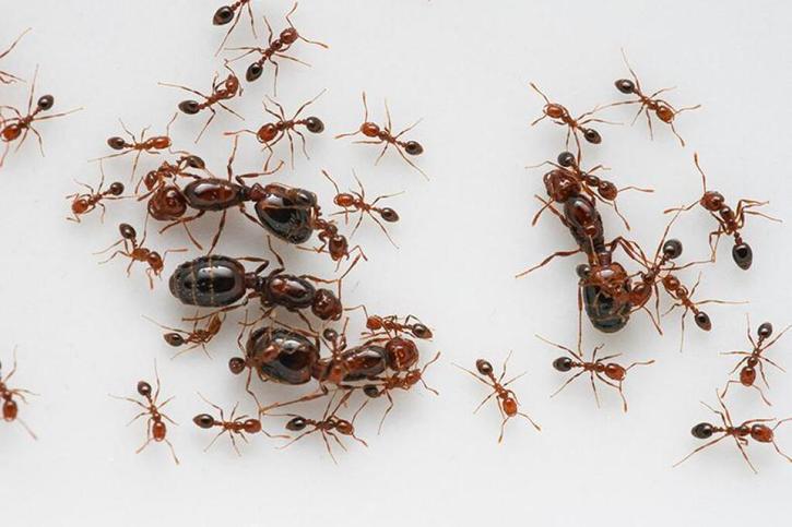 Chez les fourmis de feu, un supergène rend possible l’existence de colonies polygynes (à plusieurs reines). Ici, quatre reines matures avec leur cortège d'ouvrières. © UNIL/Horace Zeng, Université de Géorgie, États-Unis