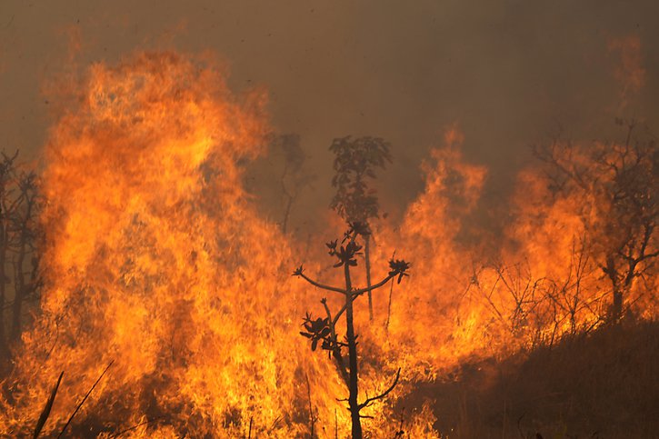 Le feu a détruit plus de 2000 hectares dans le parc national de Brasilia, près de la capitale du Brésil. © KEYSTONE/AP/Eraldo Peres