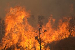 Vaste incendie dans un parc national à Brasilia