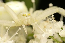 Misumena vatia , la mort dans un bouquet de fleurs