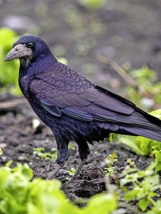 Cinq idées reçues sur le corbeau