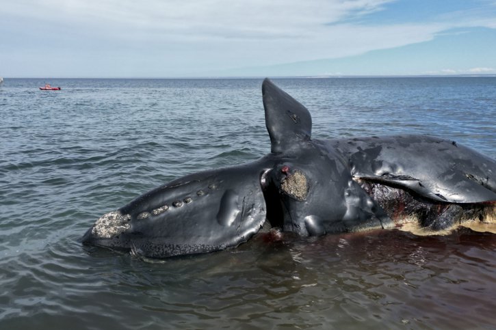 Du 24 septembre au 2 octobre, au moins 13 baleines mortes ont été recensées dans le golfe Nuevo. © KEYSTONE/AP/Maxi Jonas