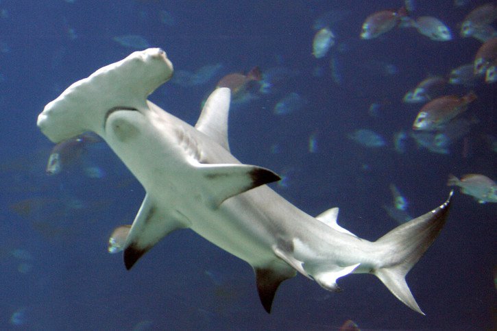 La décision adoptée vendredi concerne notamment des espèces de requins-marteaux (image d'illustration). © KEYSTONE/AP/John Bazemore