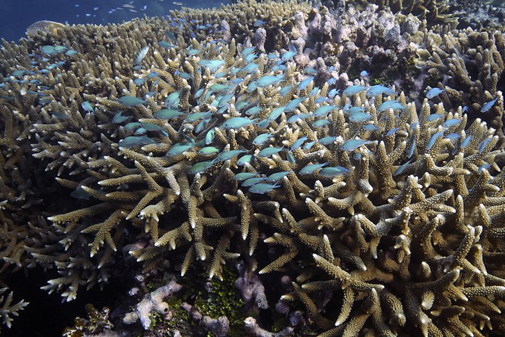 Selon les experts, la dégradation de la Grande barrière de corail se poursuit sous les effets conjugués du réchauffement climatique et de diverses pollutions (archives). © KEYSTONE/AP/Sam McNeil