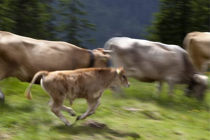 Un troupeau de vaches en cavale amuse le Québec: pas même des cowboys engagés exprès n'arrivent à les rattraper. (image symbolique) © KEYSTONE/ARNO BALZARINI