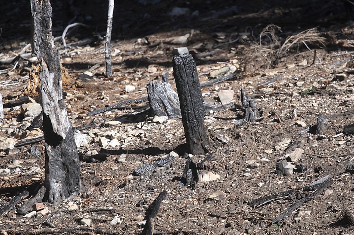 Les chaleurs ont causé plusieurs incendies au Tessin (archives). © KEYSTONE/PABLO GIANINAZZI