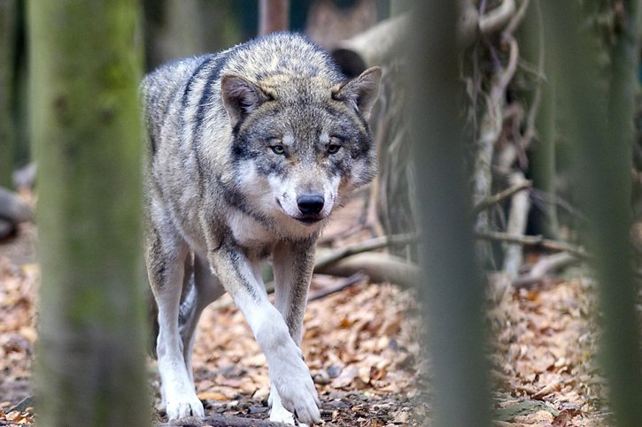 Jusqu'à présent, l'Office fédéral de l'environnement (OFEV) n'autorisait le tir d'un loup que sur la base des analyses génétiques ADN prélevées sur les animaux de rente tués (archives). © KEYSTONE/DPA-Zentralbild/KLAUS-DIETMAR GABBERT