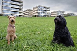 L'idée de parcs à chiens fait débat à Villars-sur-Glâne