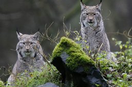 Un lynx tue un mouton dans la Broye fribourgeoise