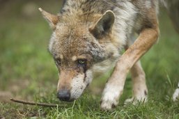 Une pétition avec 660 signatures demande de tirer le loup dans la Broye