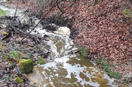 Saint-Ours: deux cours d'eau pollués par du lisier