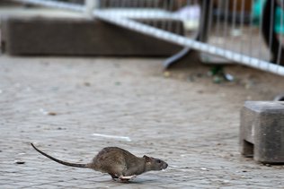 Une femme vivait avec 800 rats dans sa maison