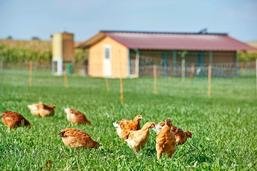 Terroir Fribourg plaide pour un poulet régional dans les assiettes des restaurants
