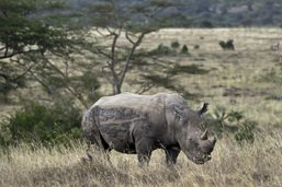 Le nombre de rhinocéros augmente en Afrique, selon une ONG