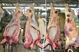 Produire moins de viande: qu'en pensent les candidats au Conseil national?