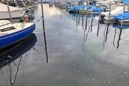 Pollution dans le port de Portalban: écosystème touché, mais pas de mort de poissons