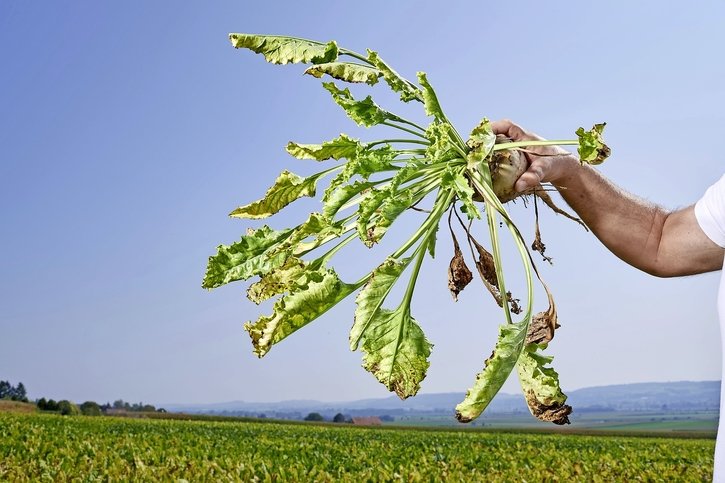 Pesticides: En s’alignant sur l’Europe, la Suisse donne un signal en faveur des paysans