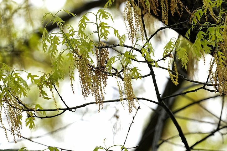 Le pollen de chêne provoque de vives réactions chez certaines personnes allergiques (archives). © Keystone/AP/TONY GUTIERREZ