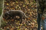 Mise bas des animaux: Les chiens doivent être tenus en laisse en forêt
