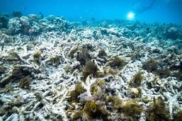 Pire épisode de blanchissement à la grande barrière de corail