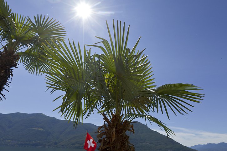 Le palmier chanvre, très répandu Tessin, augmente le risque d'incendie de forêt, affaiblit la fonction de protection contre les dangers naturels et nuit à la biodiversité, selon le WSL (archives). © KEYSTONE/GAETAN BALLY