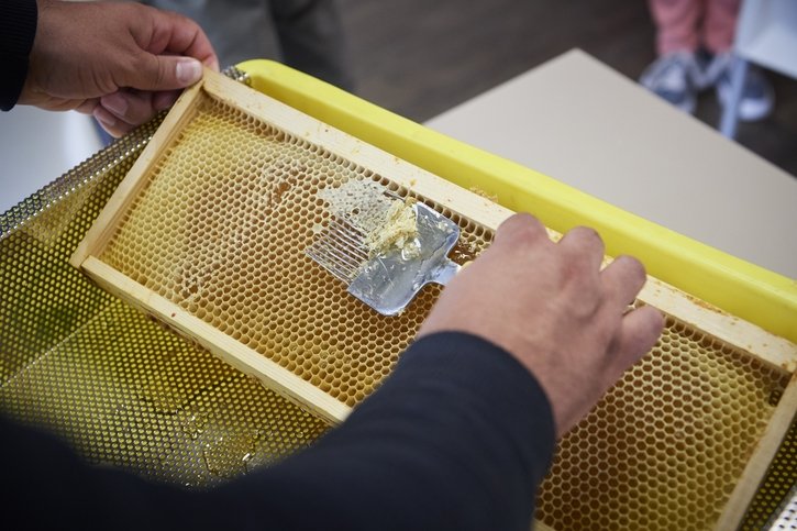 Abeilles: Une saison décevante pour les apiculteurs fribourgeois