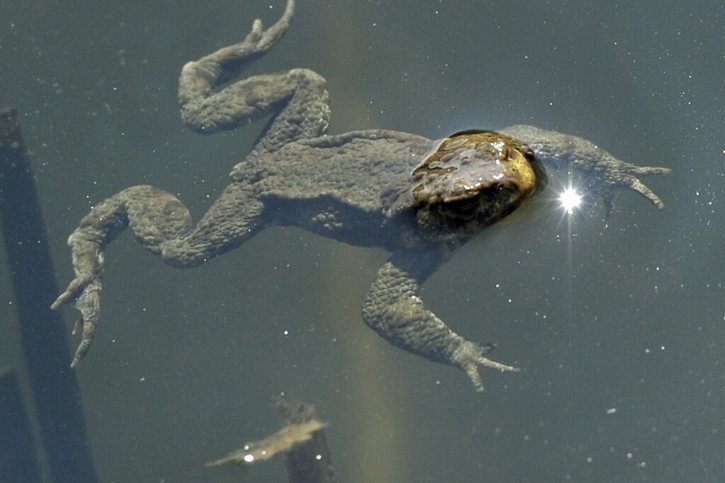 En Suisse, 79 % des amphibiens figurent sur la liste rouge des espèces menacées (archives). © KEYSTONE/STEFFEN SCHMIDT